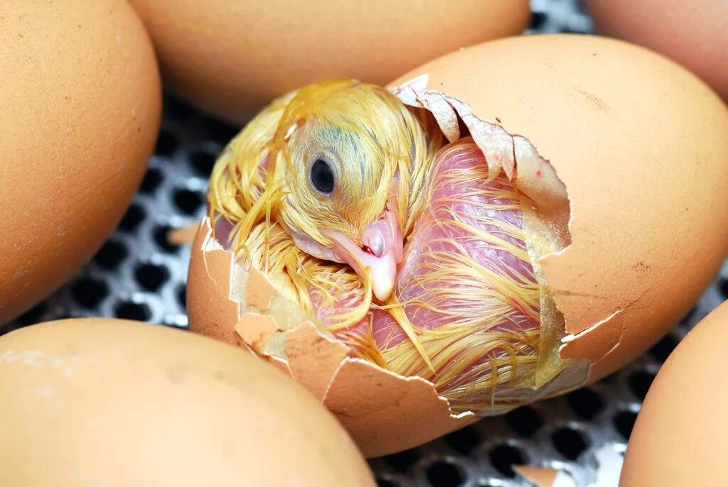 В каких яйцах есть цыплята. Вылупление цыпленка из яйца. Цыпленок вылупляется. Яйцо цыпленок. Цыпленок вылупился.