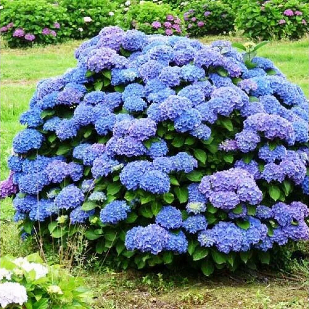 Название кустарниковых