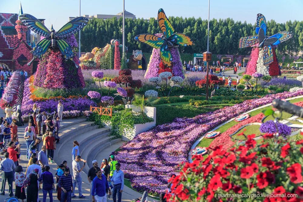 Дубайский парк. Миракл Гарден Дубай. ОАЭ сад чудес. Парк чудес Дубай. Сад чудес (Miracle Garden).