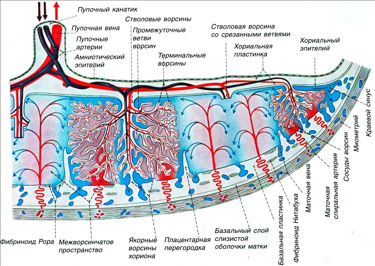 Воспаление внутренней оболочки вены латынь. Строение плаценты человека. Схематическое строение плаценты. Строение ворсинки плаценты. Маточно-плацентарное кровообращение схема.