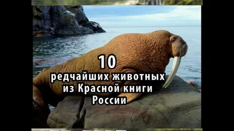 Красная книга самый редкий вид