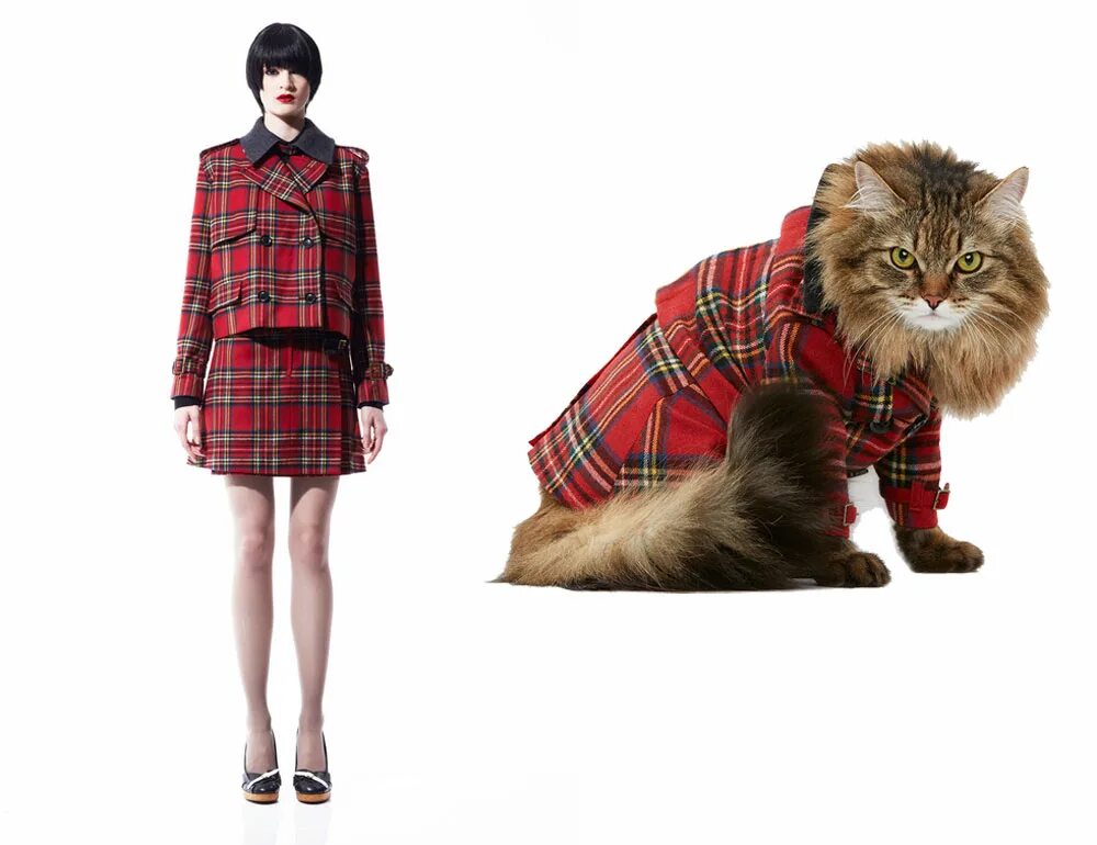 Крутой кот. Черная кошка в одежде. Костюм кошки. Модный кот. Кот в очках.