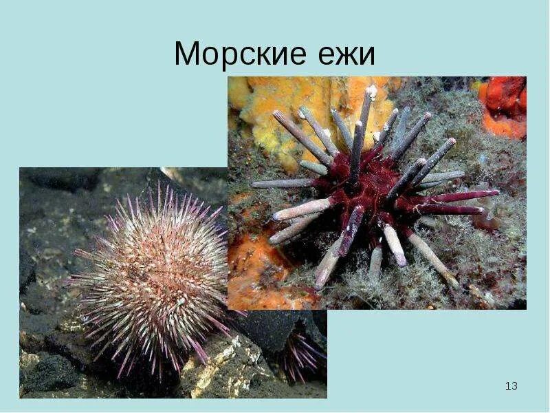 Морской еж класс животных