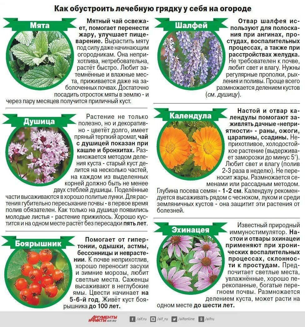 Самая полезная зелень для организма. Самые полезные травы для организма. Самые полезные травы. Лекарственные травы. Самые полезные травы.