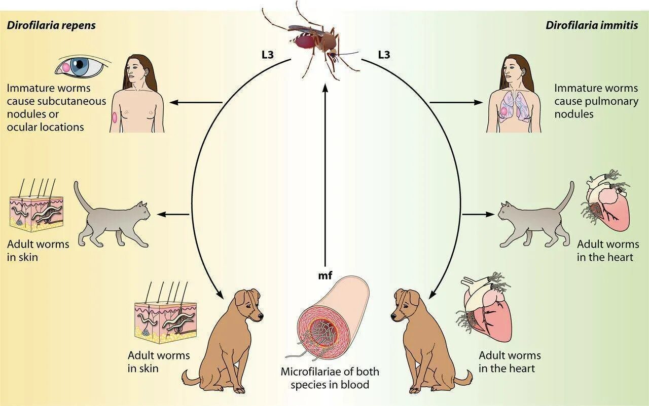 Заболевания передающиеся от кошек. Жизненный цикл дирофилярии собак. Жизненный цикл дирофилярии у человека. Цикл развития Dirofilaria repens. Dirofilaria repens жизненный цикл.