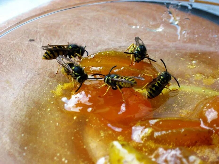 Можно есть мух. Оса на варенье. Мед осы. Медовая Муха. Пчела варенье.