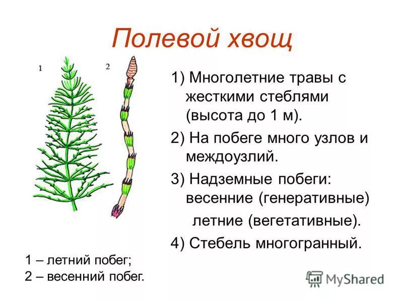 Хвощ строение растения. Хвощ полевой строение.