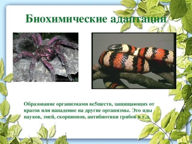 Биохимическая адаптация примеры