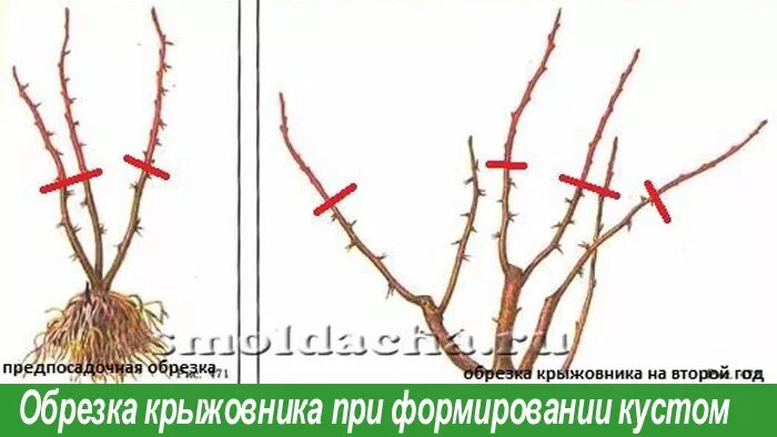 Обрезают ли крыжовник. Схема обрезки крыжовника осенью. Обрезка крыжовника весной. Формировка крыжовника. Подрезка крыжовника.