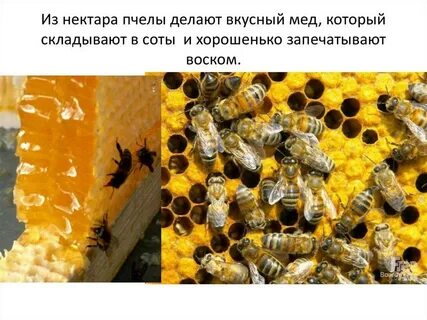 Как делают нектар