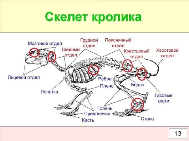 Рис 152 скелет кролика. Строение скелета зайцеобразных. Анатомия кролика скелет. Скелет зайца строение.