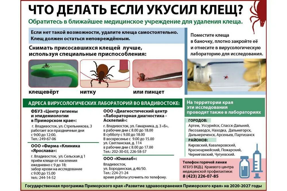 Клещ через сколько проявляются симптомы и какие. Как выглядит клещ когда он укусил. что слелать если укусил клещ. чтотделать если укустл клещ. что делает если укучил клещ.