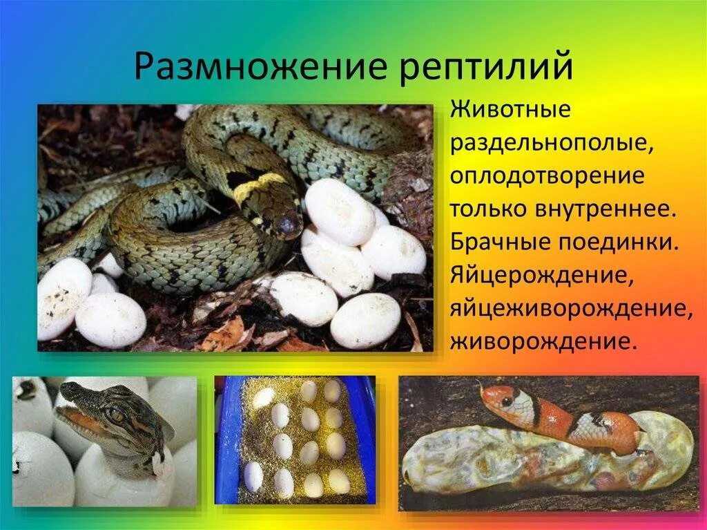 Какое животное размножается