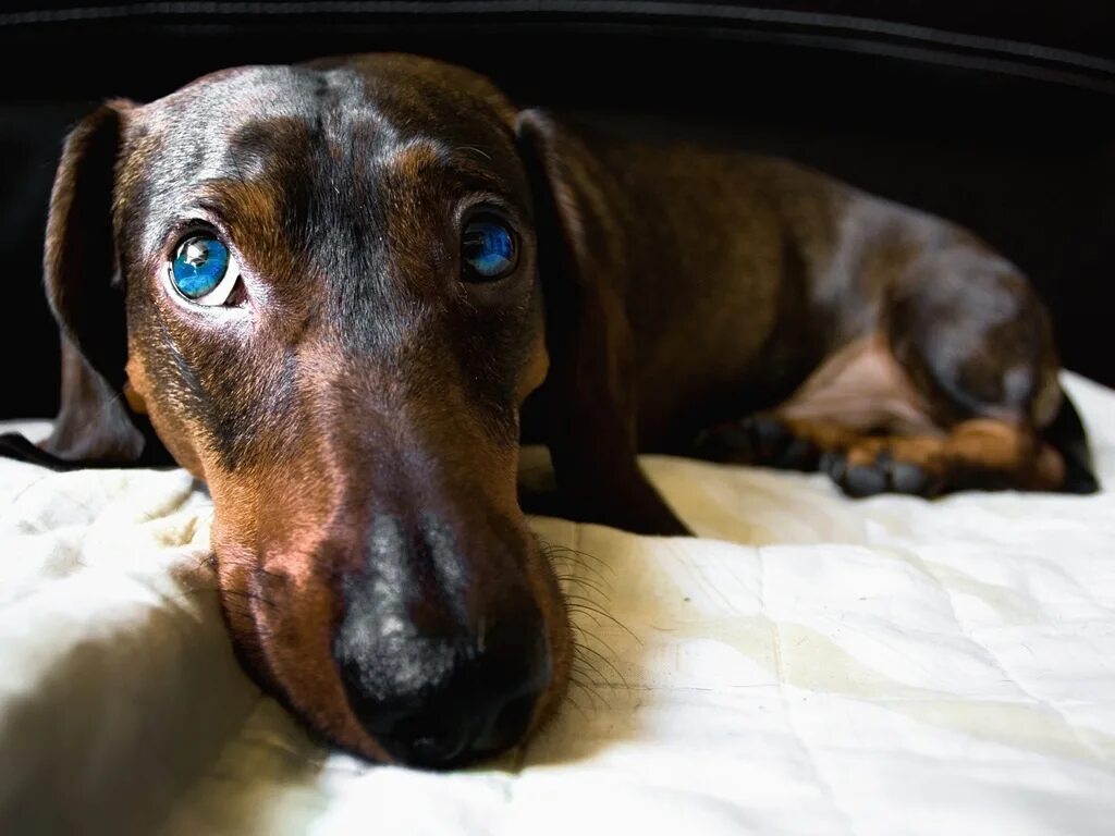 такса липецк телефон. ветклиника такса. липецк циолковского 18 ветклиника. циолковского 17 ветклиника.