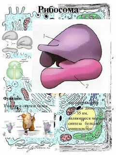 Рибосомы участвующие