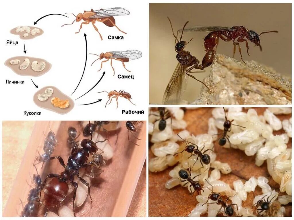 Какое развитие у муравья. Королева муравьев Формика Руфа. Messor structor касты. Муравьи жнецы самец.