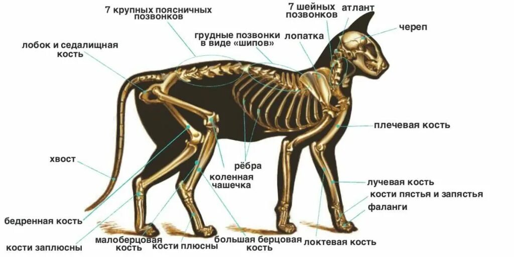 Строение грудной клетки кота. Строение кота скелет и органы. Скелет кота строение. Строение скелета котенка.