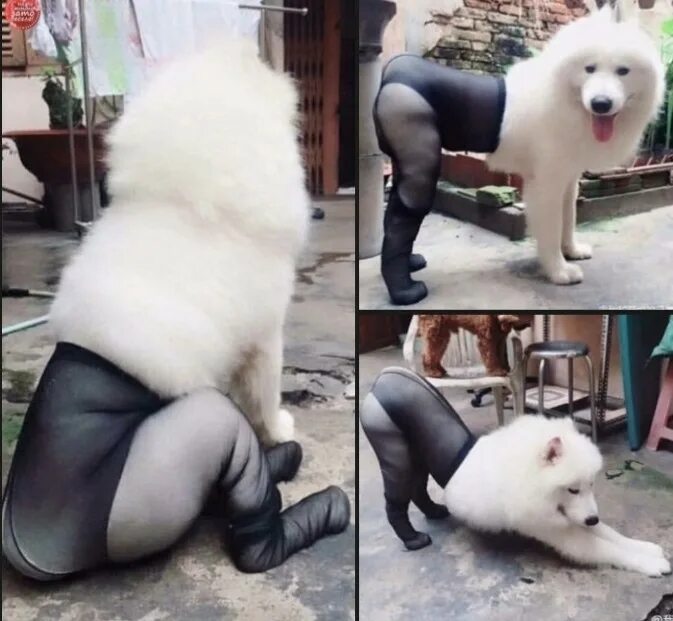 шутки про собак. собака испугалась машин. английский юмор анекдоты. мы не заслуживаем животных. манга яой про оборотней.