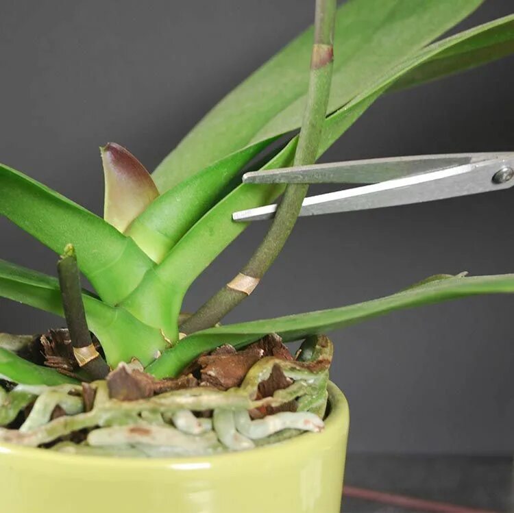 How to make an orchid blossom?