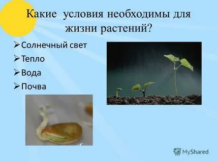 Какие условия им дали