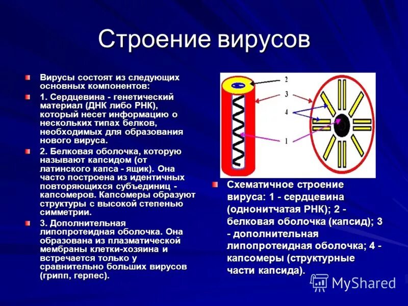 Строение вирусов растений