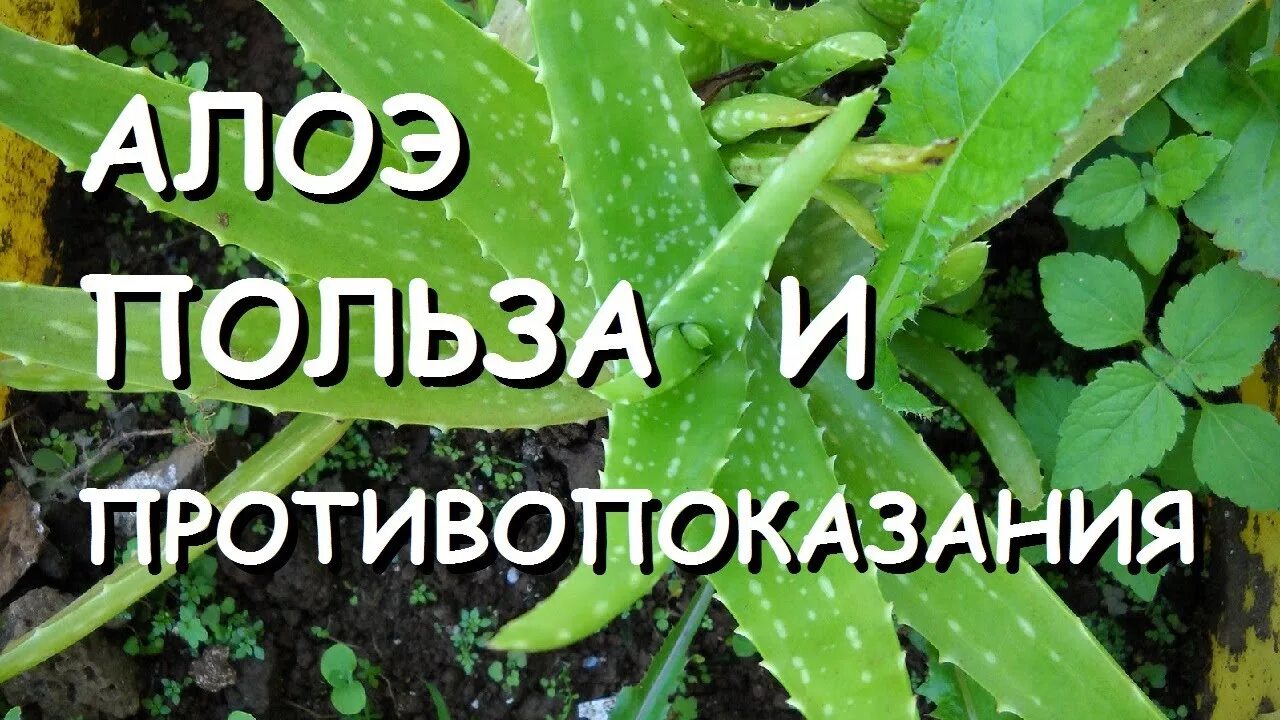 Противопоказания свойства алоэ. Лечебное растение алоэ. Алоэ противопоказания. Алоэ польза. Столетник лечебные свойства и противопоказания.