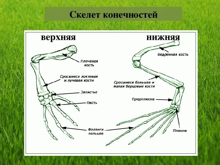 Особенности передних конечностей у птиц. Скелет лягушки передние конечности. Скелет лягушки скелет верхних конечностей. Строение пояса задних конечностей лягушки. Скелет поясов конечностей земноводных.