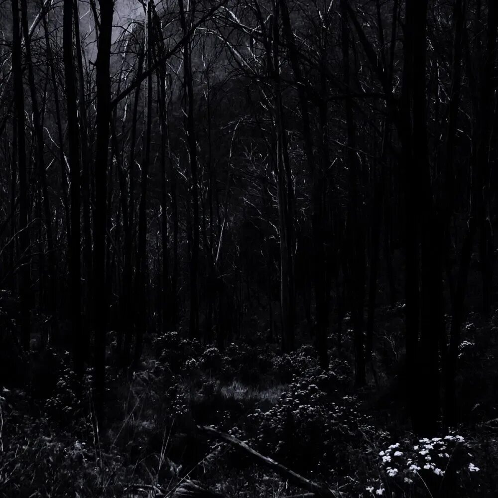 Самый черный лес. Мрачный лес. Очень темный лес. Очень страшный темный лес. Лес сумрак.
