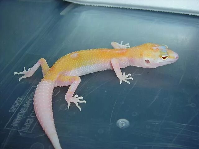 Эублефар раптор. Эублефар mack snow enigma. Леопардовый эублефар морфа. Пятнистый эублефар морфы. Nova эублефар.