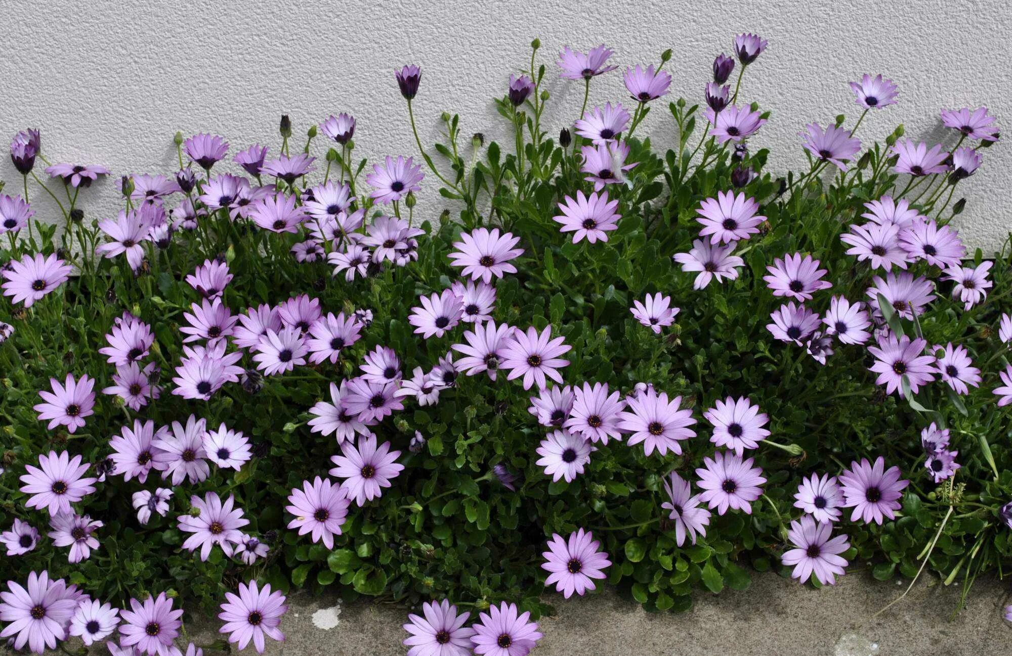 Аргирантемум остеоспермум. Сальвия остеоспермум. Семена остеоспермум прохлада. Остеоспермум санни дина. Остеоспермум санни гала.