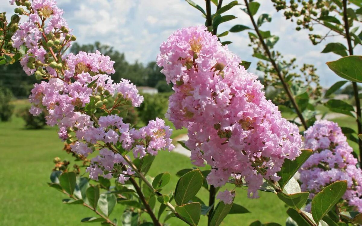 Сирень вольфа. Сирень вольфа куст. syringa wolfii. сирень обыкновенная куст.