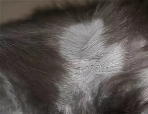 блошиный аллергический дерматит. белый подшерсток. белый подшерсток. черный котенок с серым подшерстком. у черного котенка белый подшерсток.