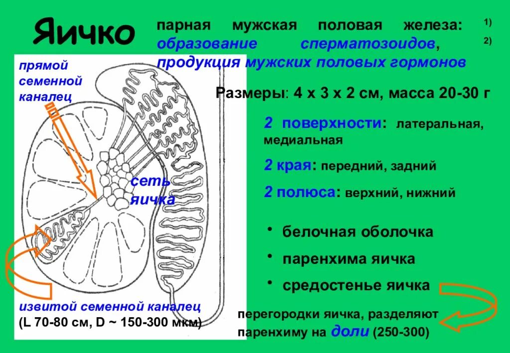 Паренхима семенника. Семенники топография. Паренхима яичка анатомия. Топография и строение яичка.