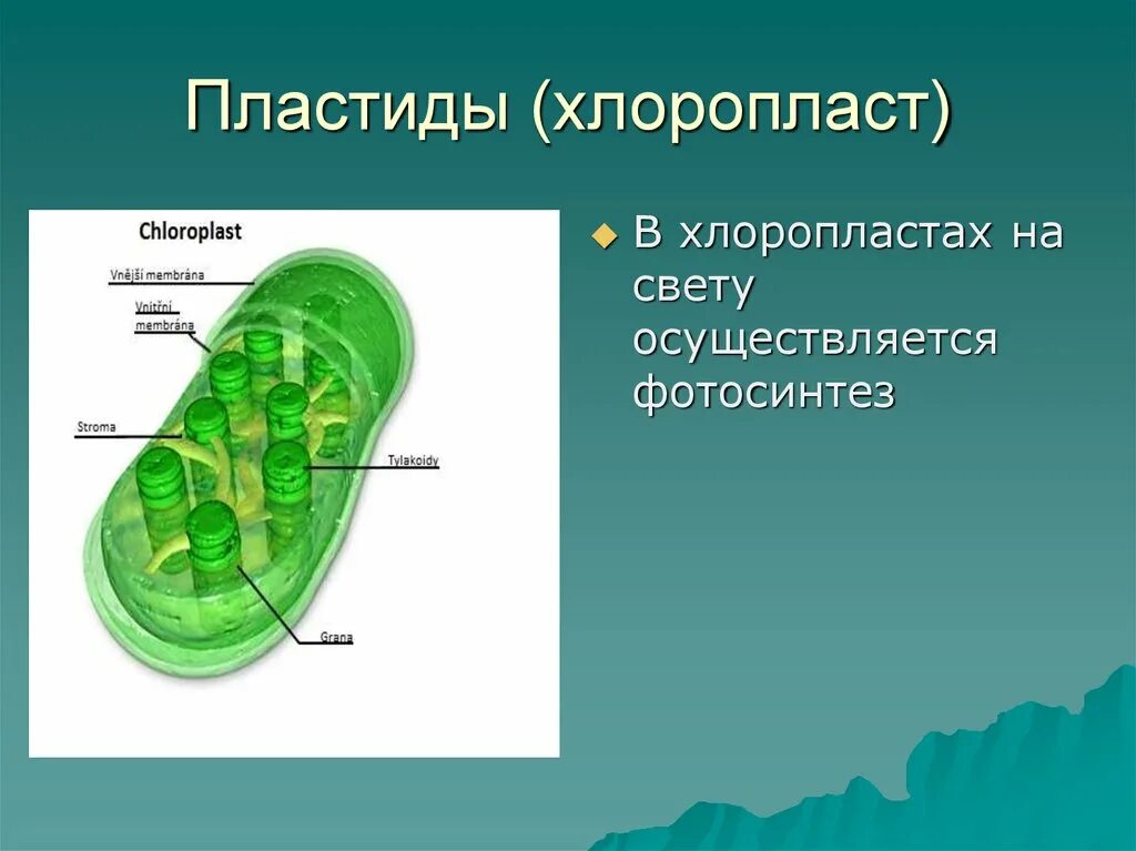 Хлоропласты характерны для ответ. Строение растительной клетки пластиды. Пластиды хлоропласты рябинв. Строение хлоропласта ЕГЭ.