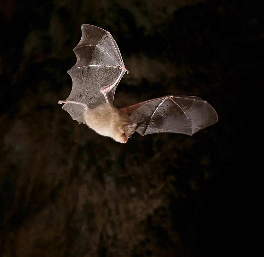 Lasiurus blossevillii. Крыло летучей мыши являются. Лапы летучей мыши. Перепончатые крылья летучей мыши. Летучая мышь красивая.