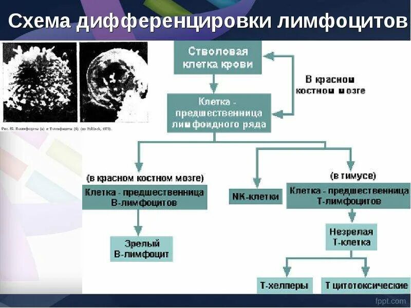 Дифференцировка лимфоцитов это. Антигеннезависимая дифференцировка т-лимфоцитов схема. схема дифференцировки b лимфоцитов. антиген независимая дифференцировка лимфоцитов. схема антигеннезависимой дифференцировки лимфоцитов.