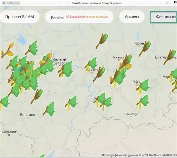 Стадии цветения березы. Активность цветения березы. Цветение березы 2022. Период цветения березы в Москве. Пыльцевой мониторинг 2024