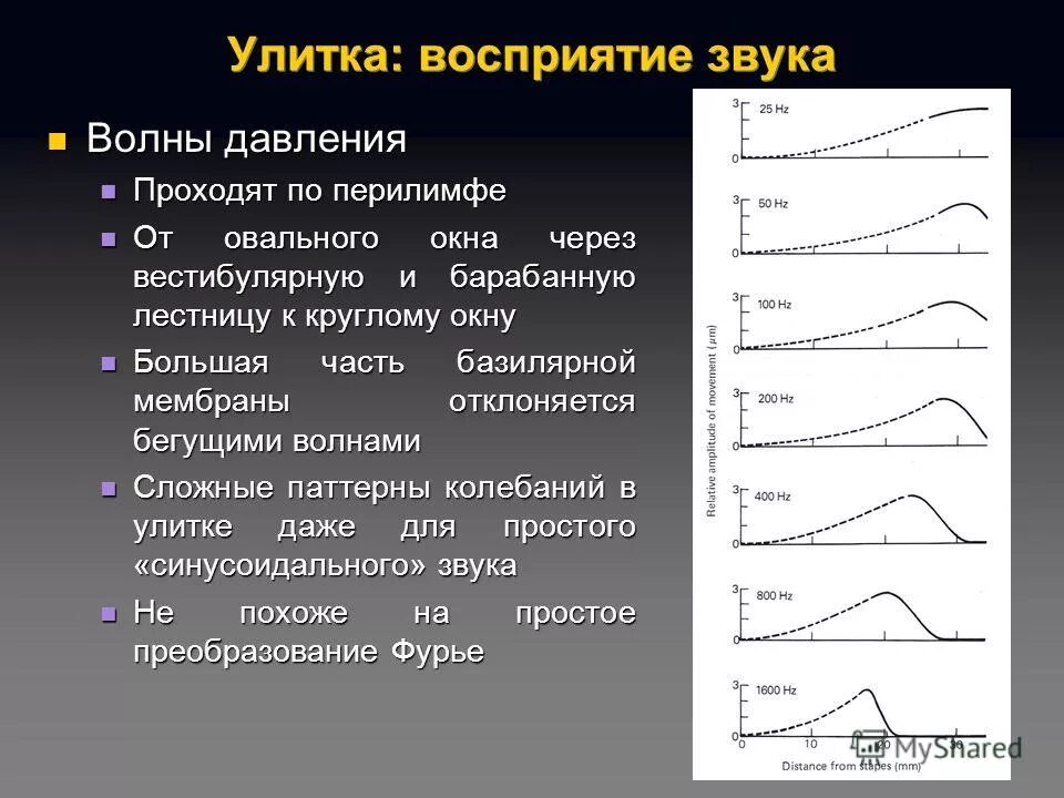 восприятие звуковых сигналов. человеческие возможности воспринимать звук. законы спектрального анализа. восприятие звуковых сигналов. процесс восприятия звука.