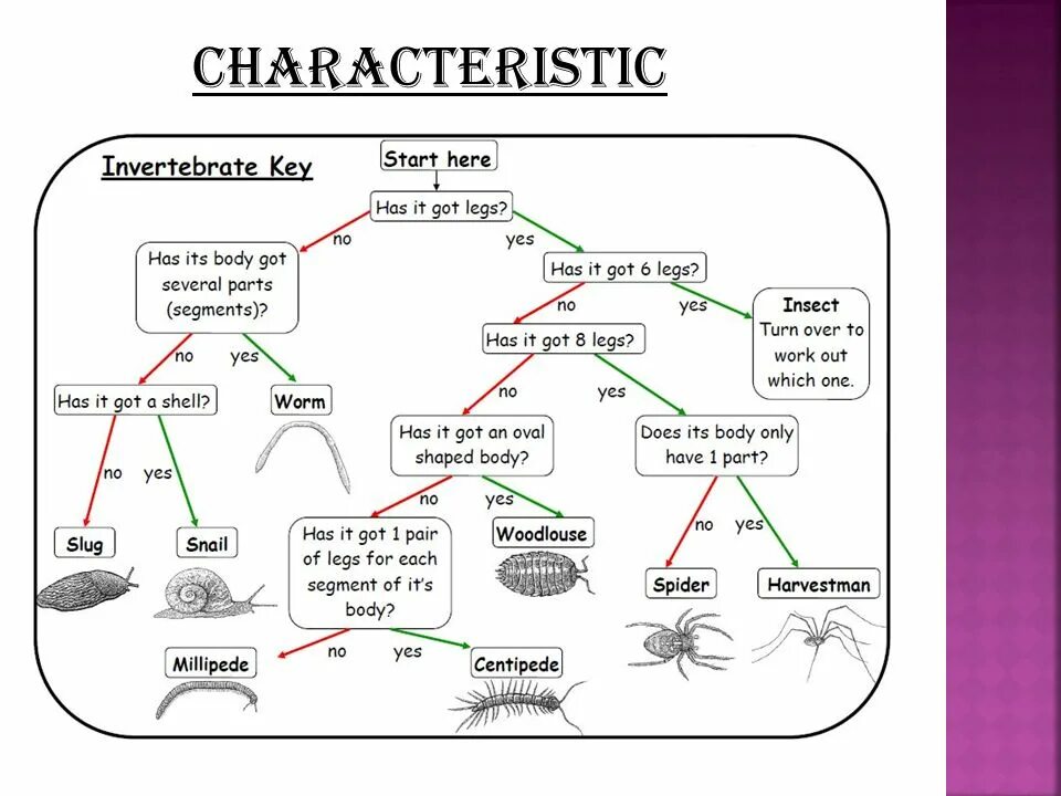 Классификация животных для дошкольников. Animals classification Worksheets. Vertebrates and invertebrates. Invertebrate classification.