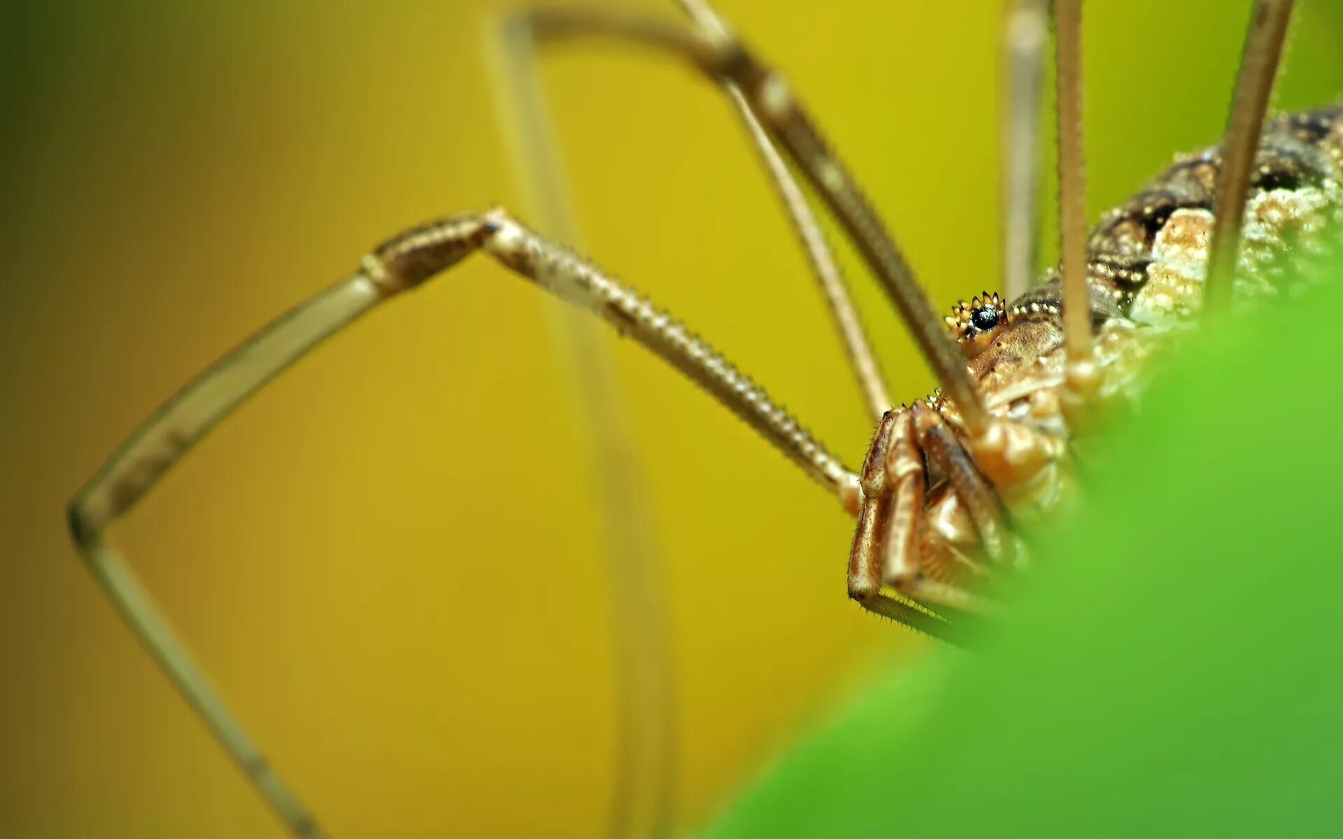 Insect legs. Паук обои. Насекомые 1920 на 1080. Стоп насекомые. Пауки маки.