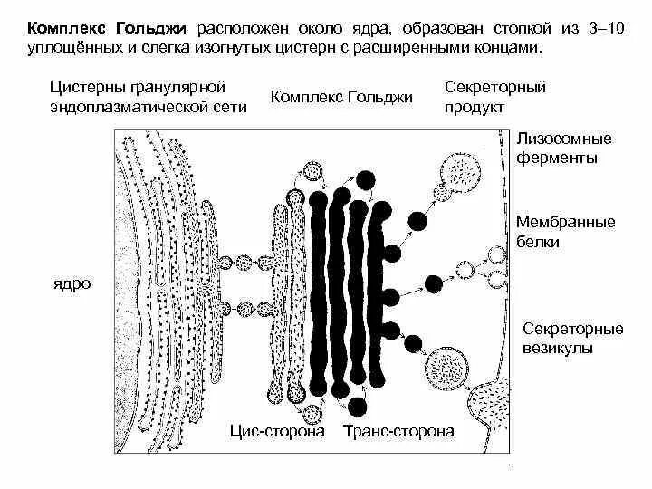 Гольджи ферменты. Ферменты аппарата Гольджи. Цис сеть и транс сеть аппарата Гольджи. Комплекс Гольджи в секреторных клетках. Комплекс Гольджи стопка уплощенных.