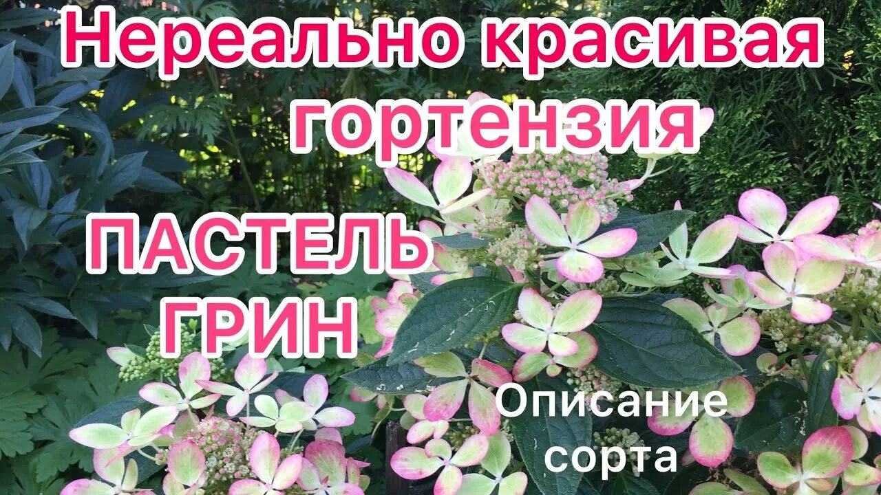 Пастель грин описание сорта. Пастель грин описание сорта