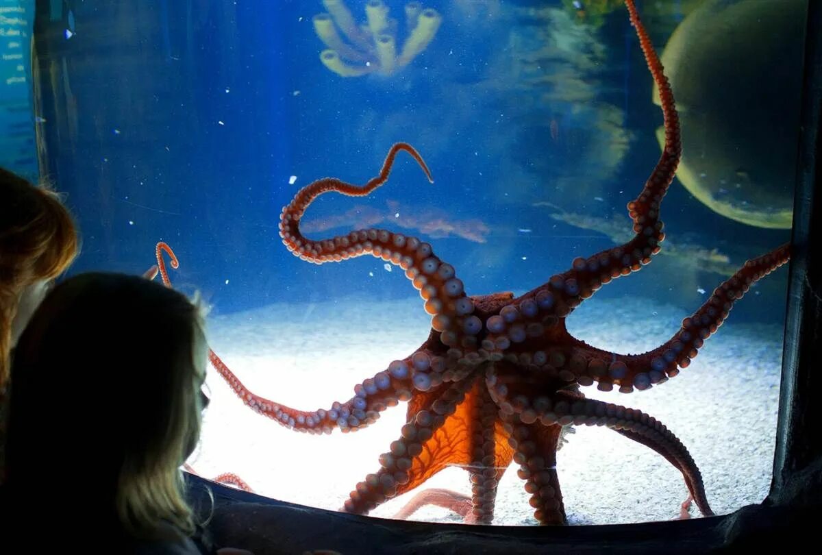 Осьминог в аквариуме. Осьминог в аквариуме. Домашний осьминог. Домашний осьминог. Домашний осьминог.