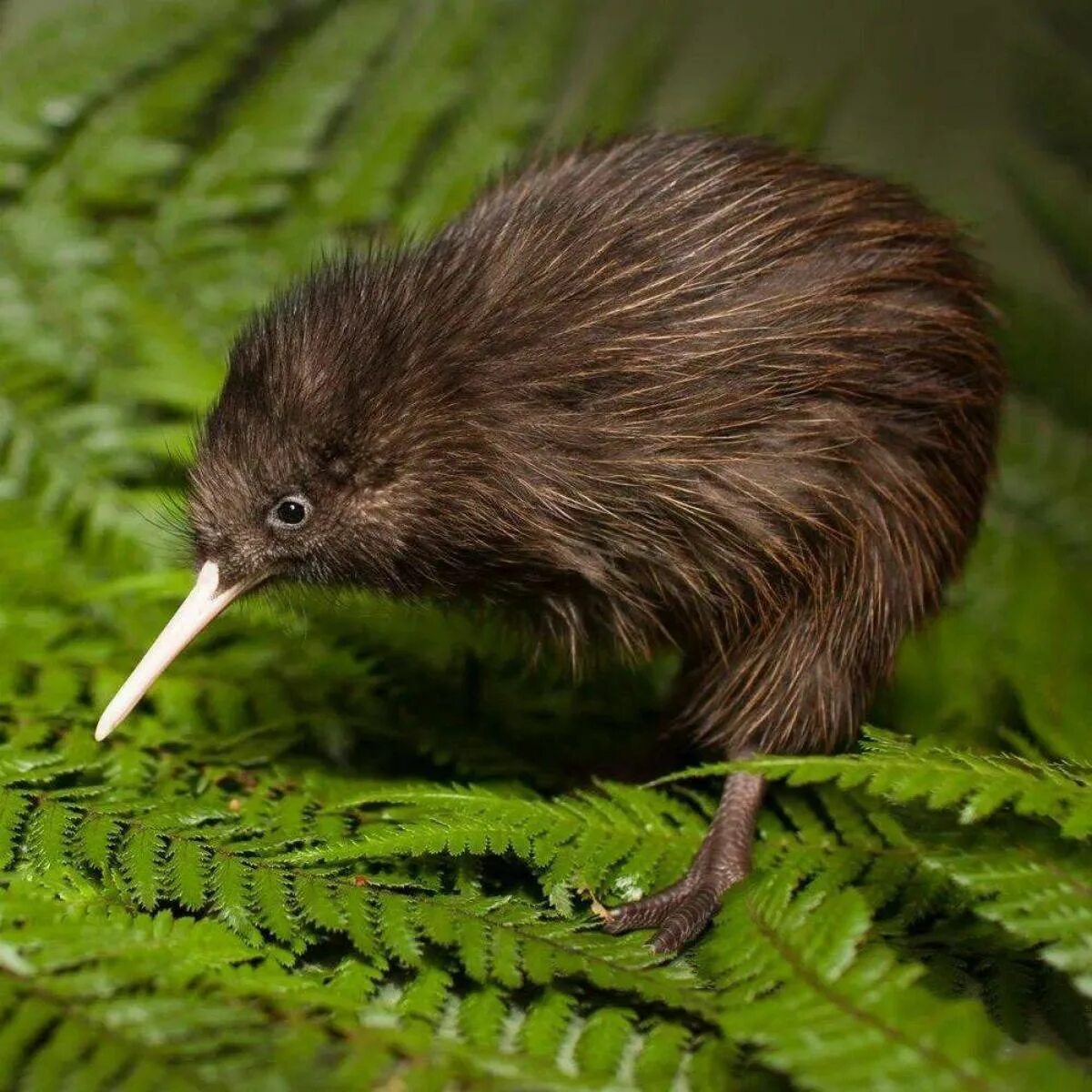 Киви это птица. Птица киви в новой Зеландии. Нелетающая птица киви. Птица киви символ новой Зеландии. Новозеландская киви киви.