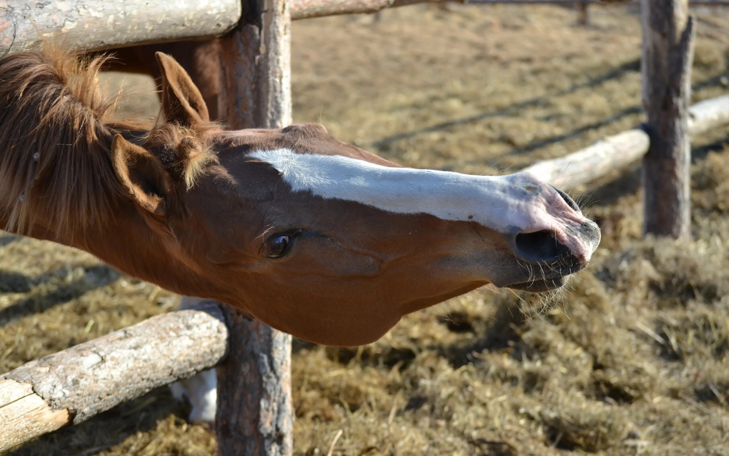 Лошадь с вытянутой шеей. Губы лошади. Шея лошади. Вытянутая морда лошади. Лошадь тянется.