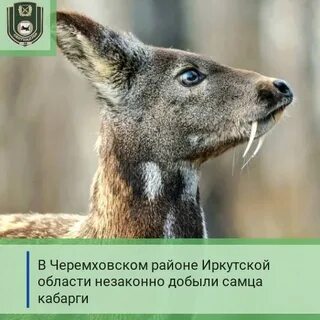 Кабарга фото и описание