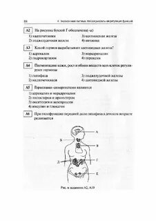 Эндокринная система тест огэ