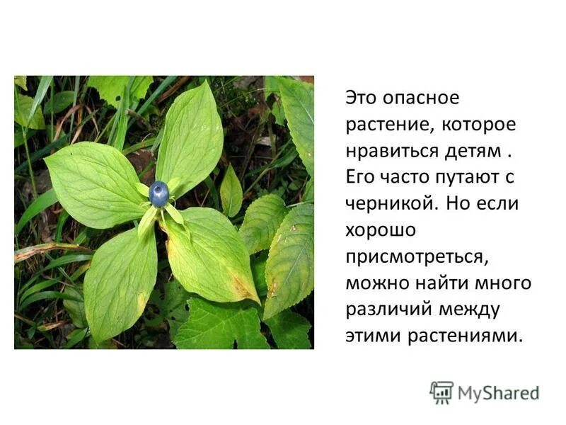 Растение из дальних стран 2 класс. Родина арбуза южная африка. Культурные растения картошка. Подсолнечник тема для презентации. Растение из дальних стран 2 класс.