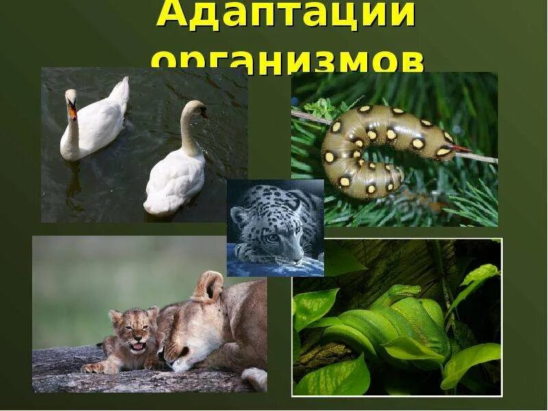 Адаптации организмов. Адаптации организмов. Идиоадаптации насекомых. Какие бывают виды адаптации. Адаптациями организмов называют.