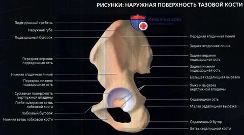 Седалищная кость на латыни